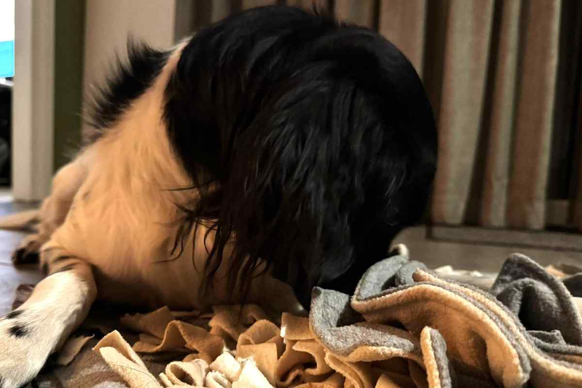 Snuffelmat voor hond