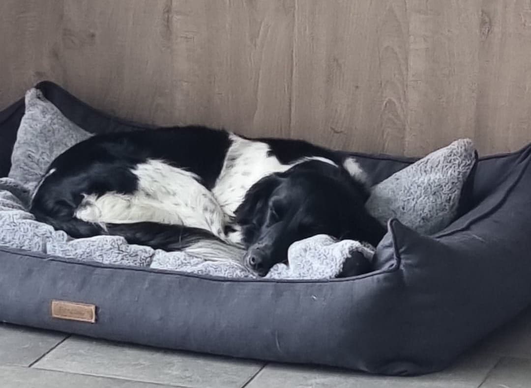 Hoe groot moet een hondenmand zijn?