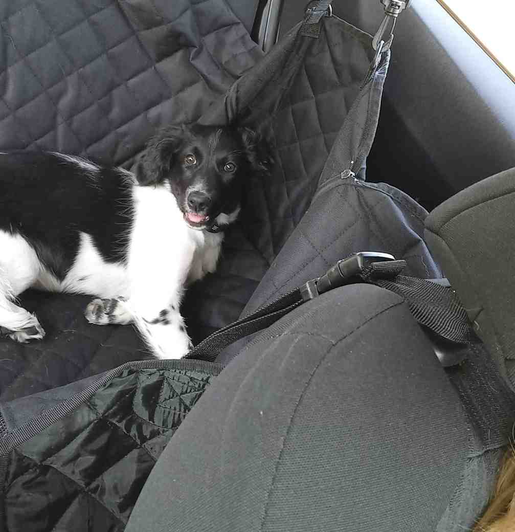 Autodeken hond voor achterbank